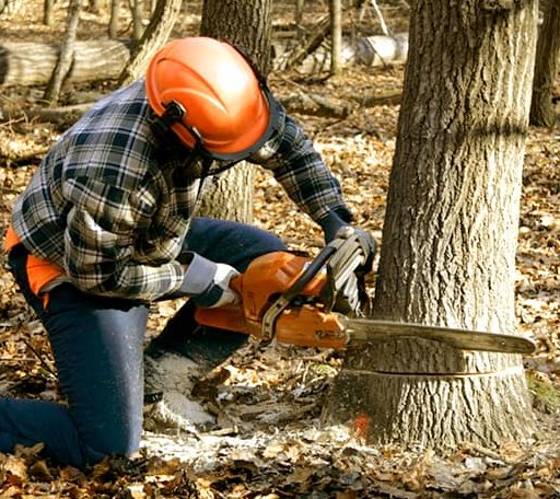 Tree Removal in Mcgrady, NC
